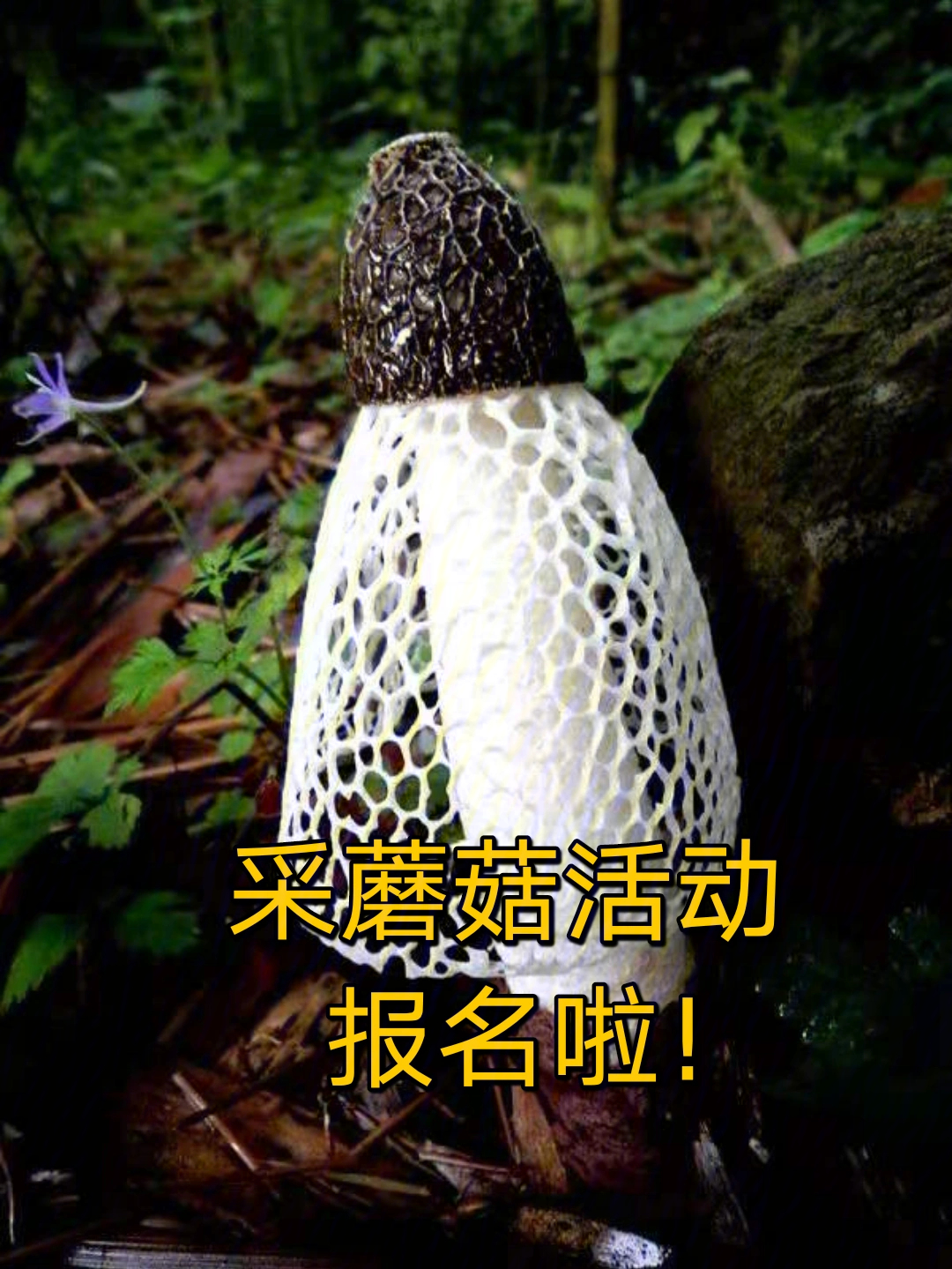 欢迎想让6-15岁孩子学习植物药材蘑菇的家长携子参加!