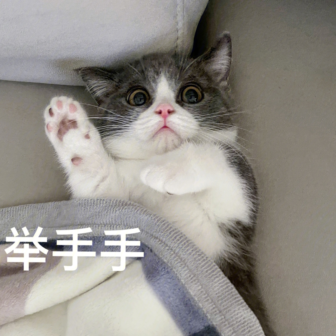 小猫举手表情包图片