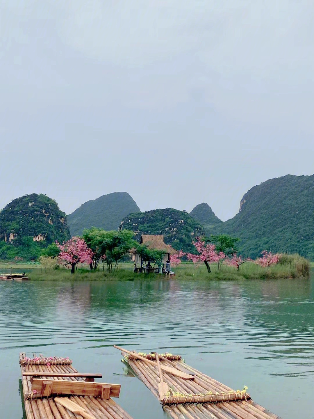 普者黑桃花图片