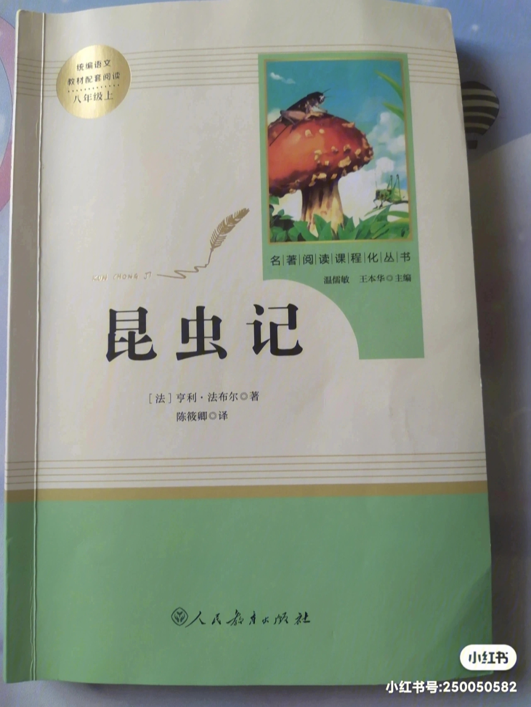 昆虫记象态橡栗象图片图片