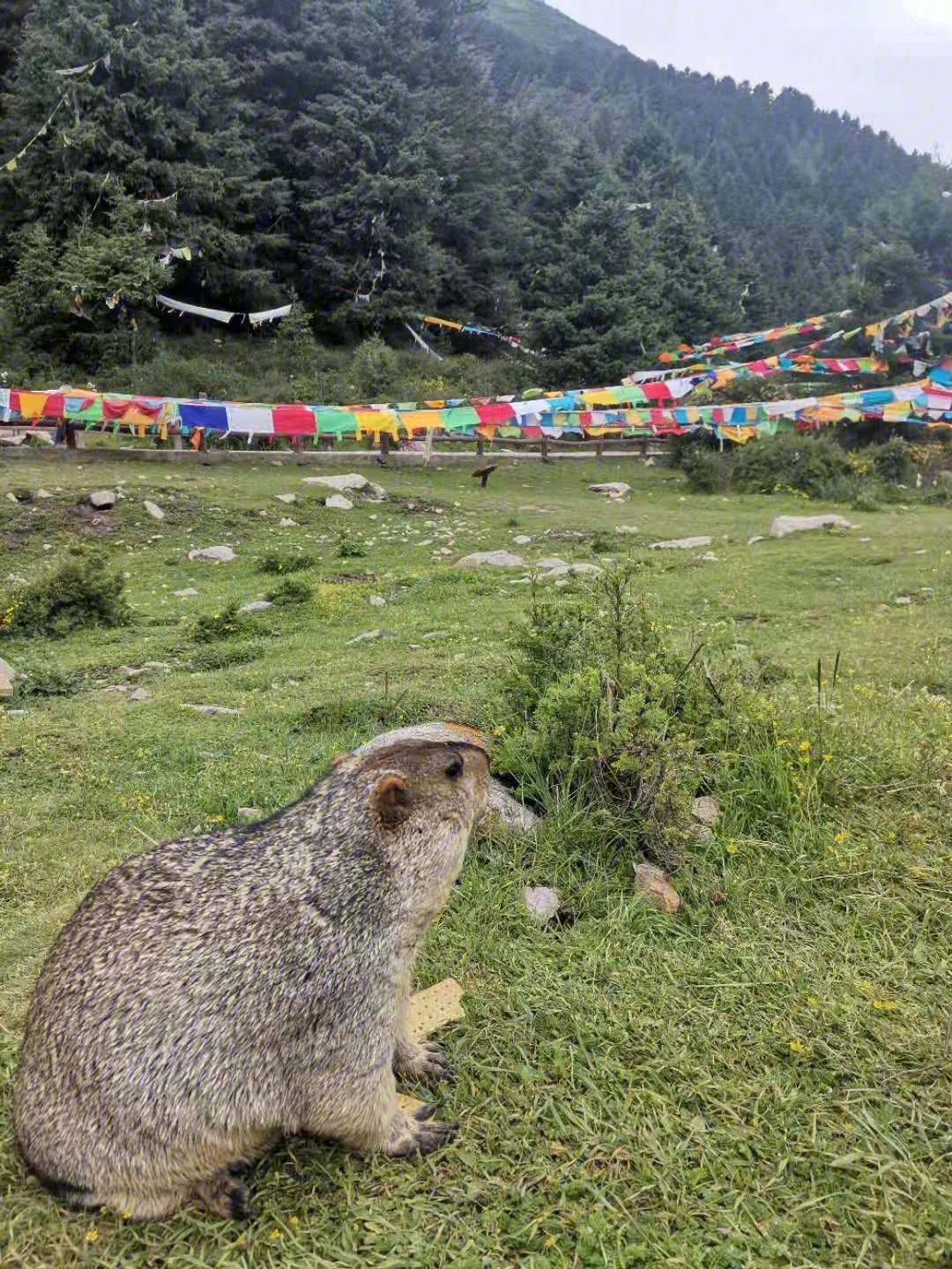 米拉日巴出生地图片