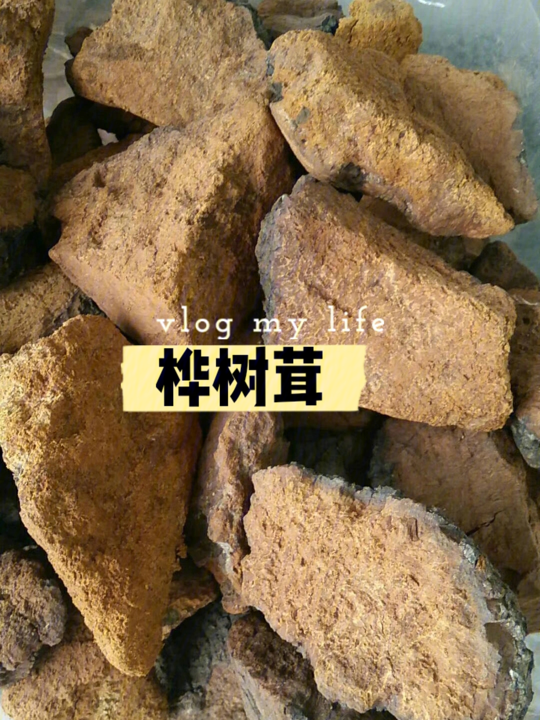 桦树茸的副作用图片