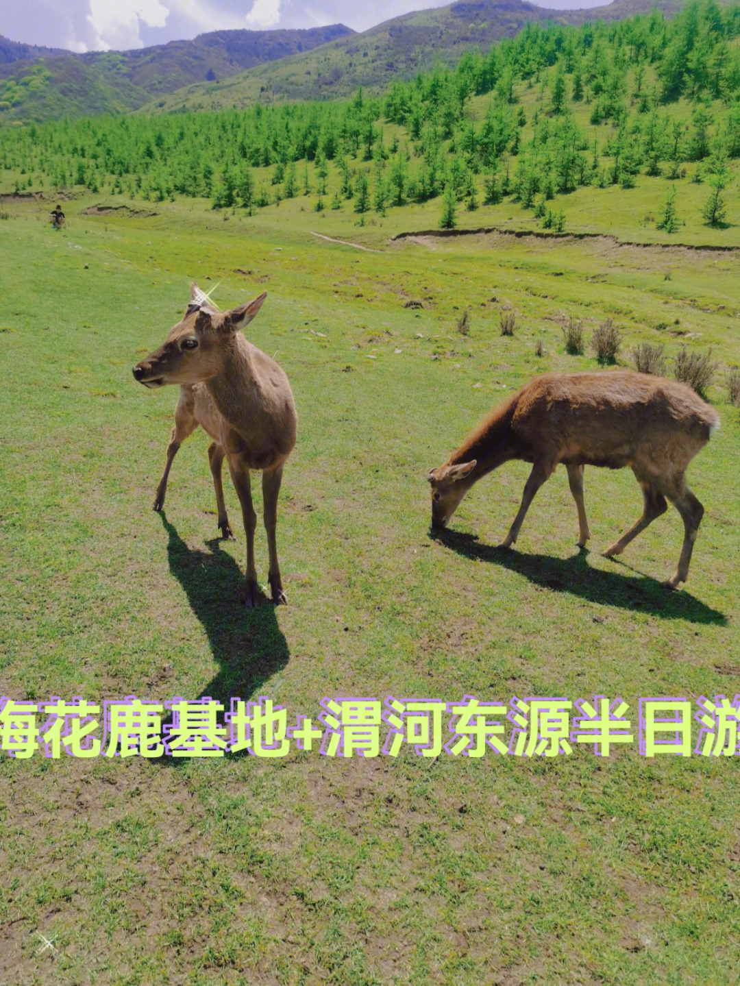 渭河东源天井峡鹿苑图片