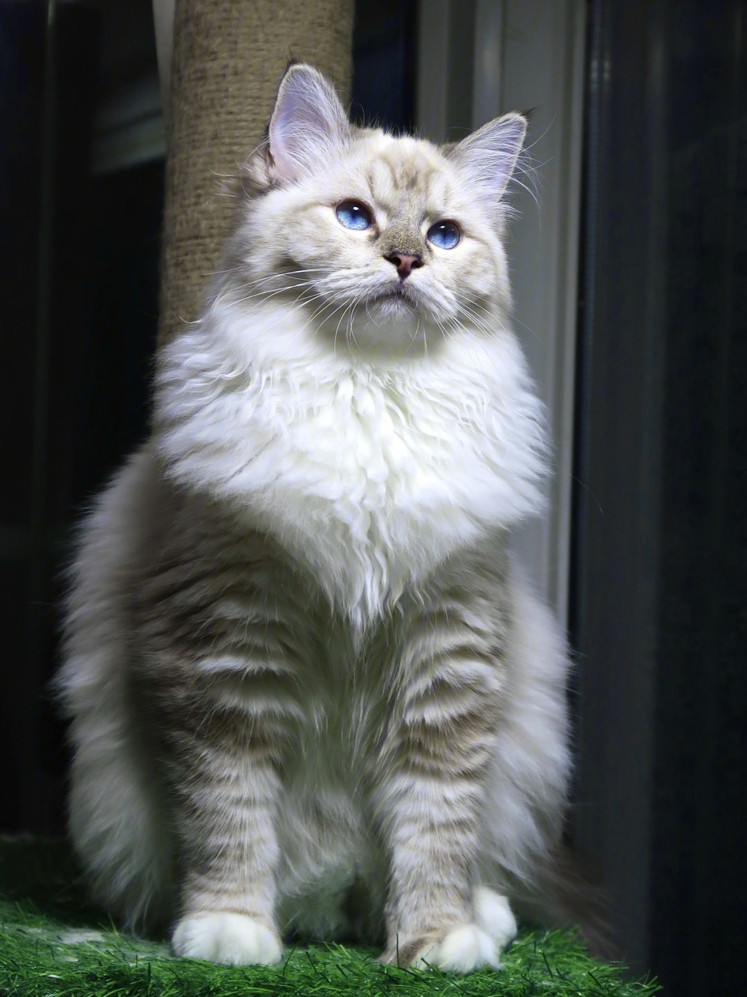 山猫布偶猫也可以这么帅嘛