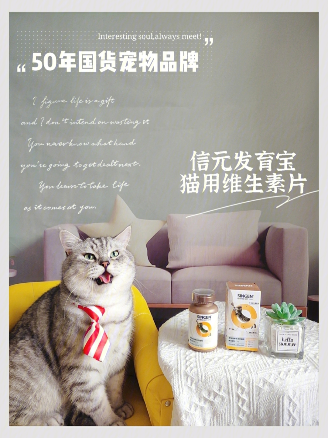 猫咪营养品分享信元发育宝猫用维生素片