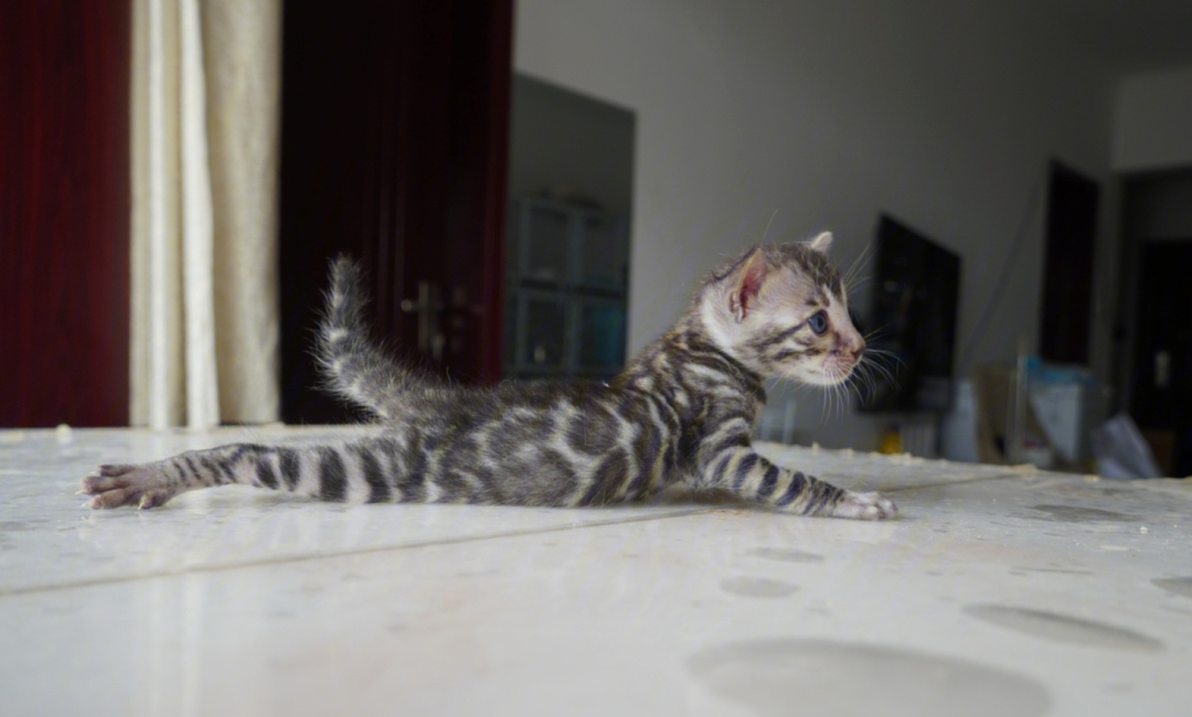 孟加拉豹猫碳银