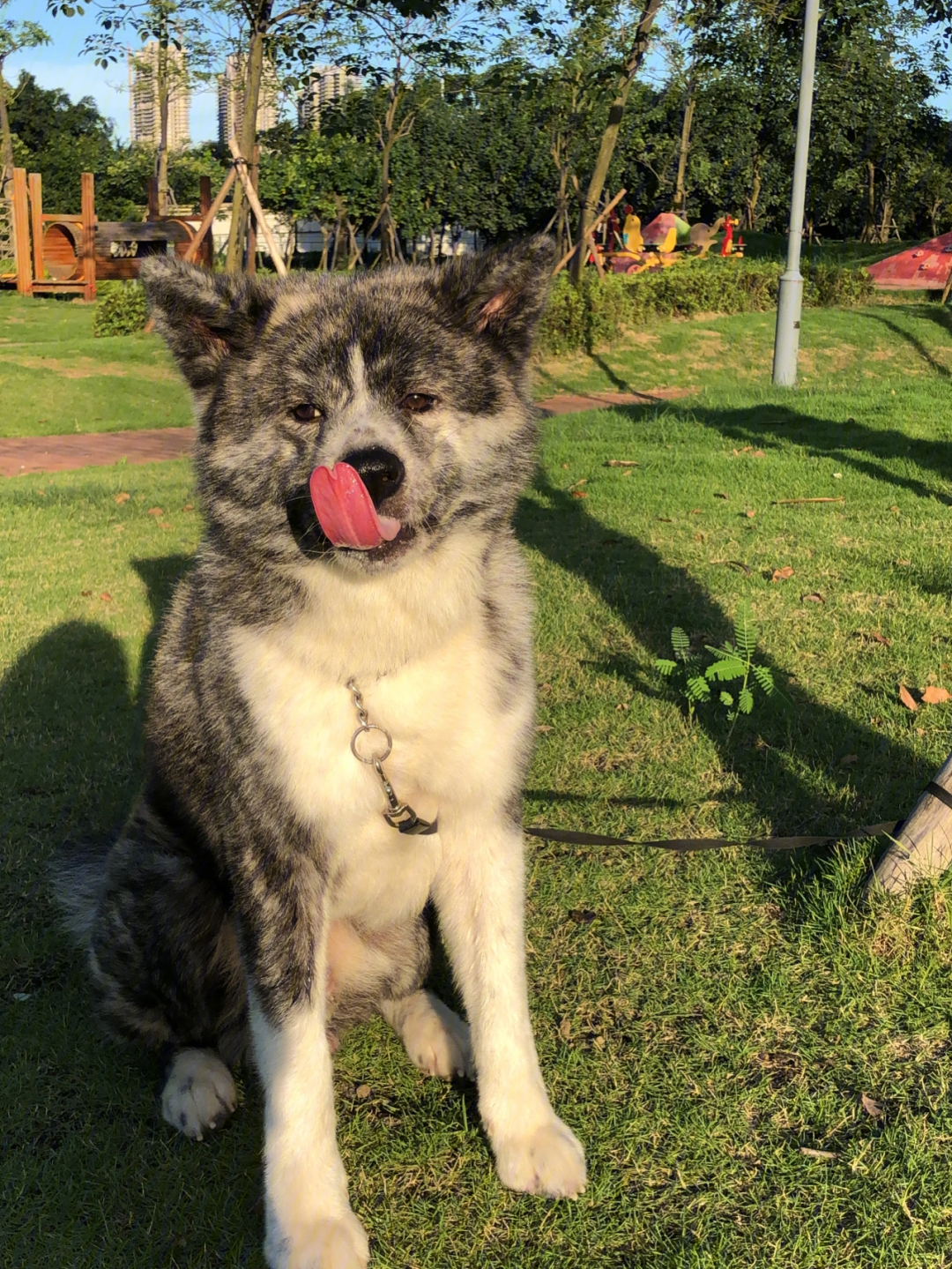 虎纹秋田犬图片