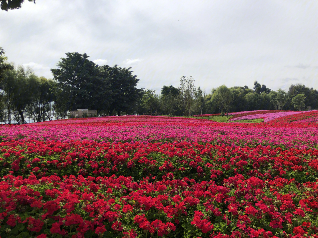 洱海生态廊道7月份的花海