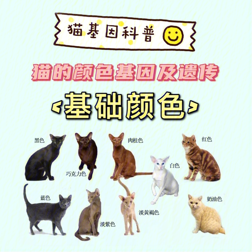 橘猫配种颜色表图片