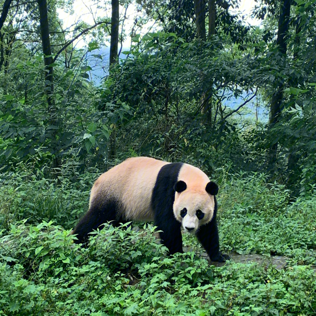 雅安碧峰峡景区大熊猫