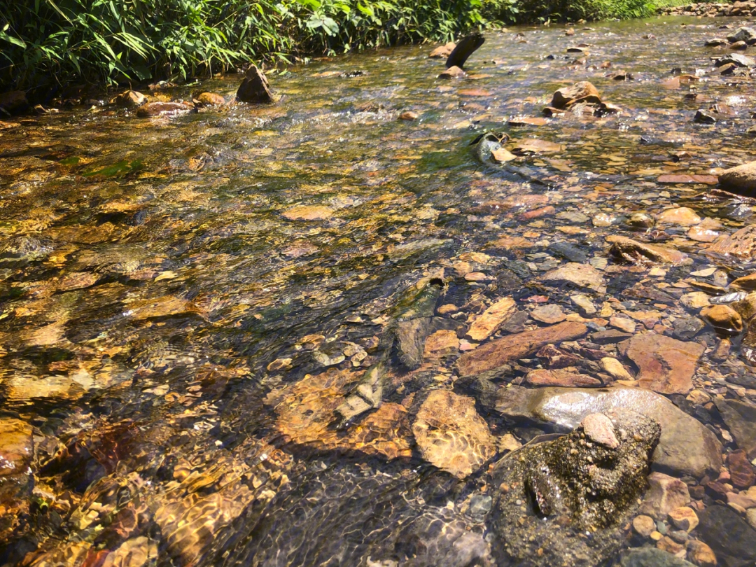 夏日炎炎小溪流水最舒服,今天轻装上阵啥都没带,下次过去必须带齐装备