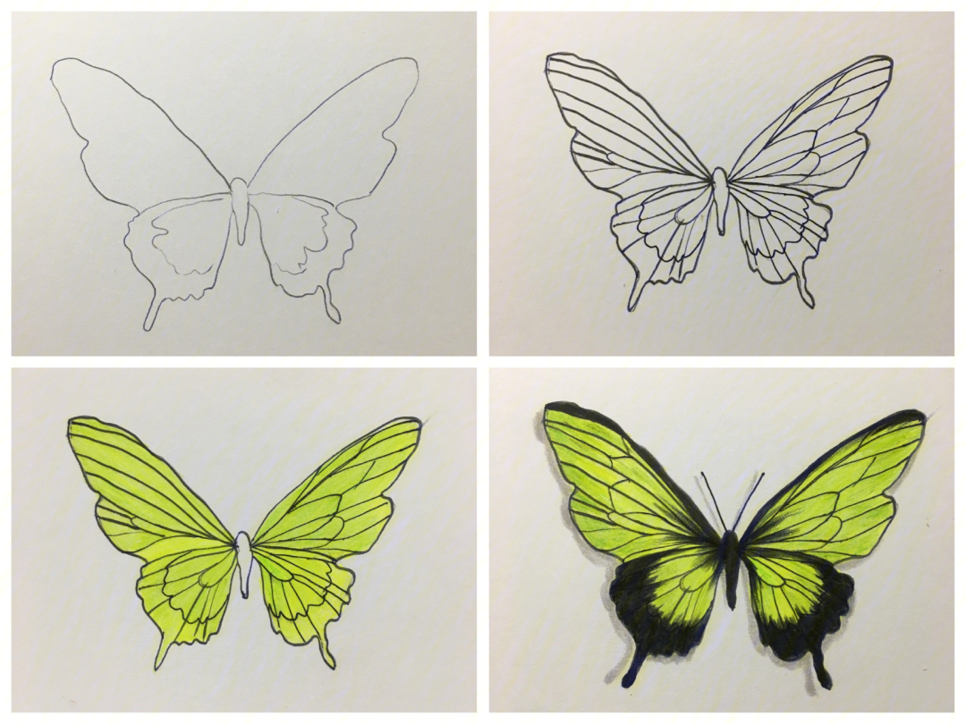 彩铅蝴蝶系列教你画好看好学又清新的蝴蝶