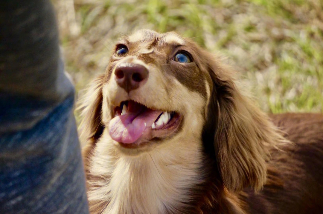 卖家秀小时代犬舍迷你长毛腊肠犬