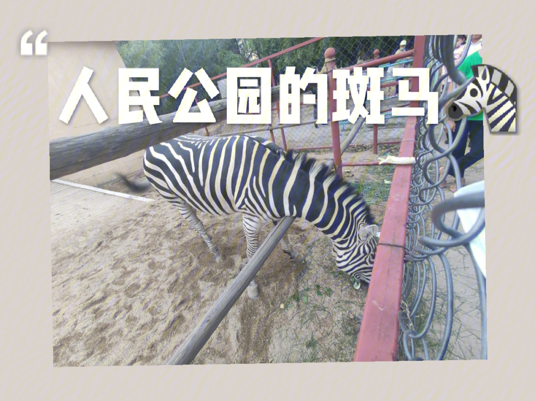 牡丹江人民公园小小动物园竟有斑马
