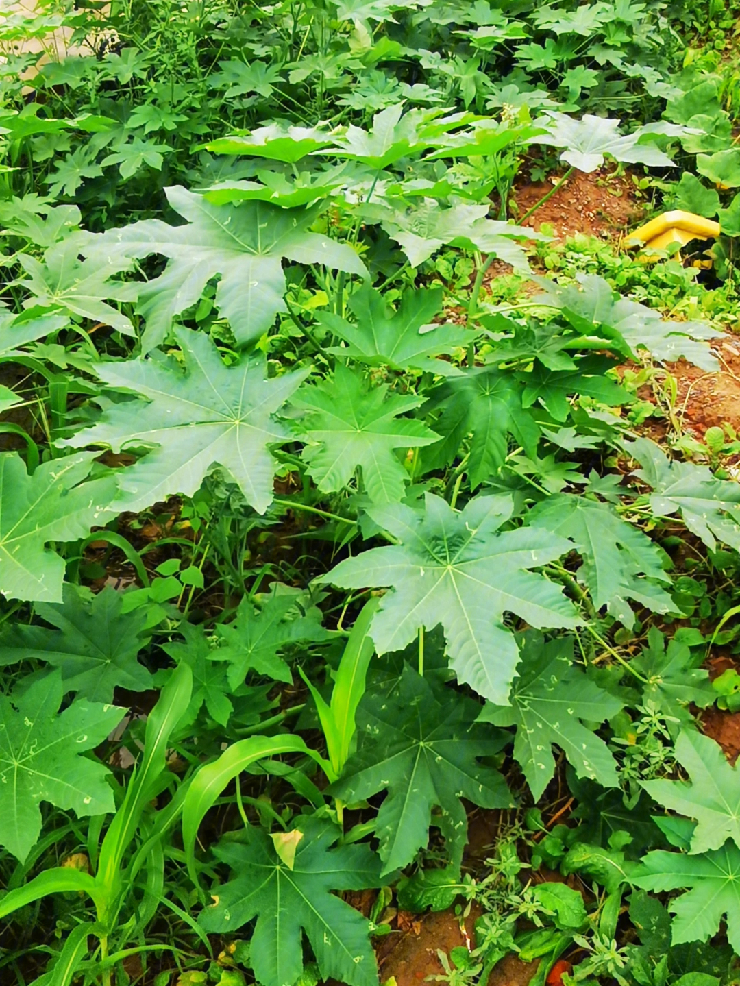 胡麻花花期图片