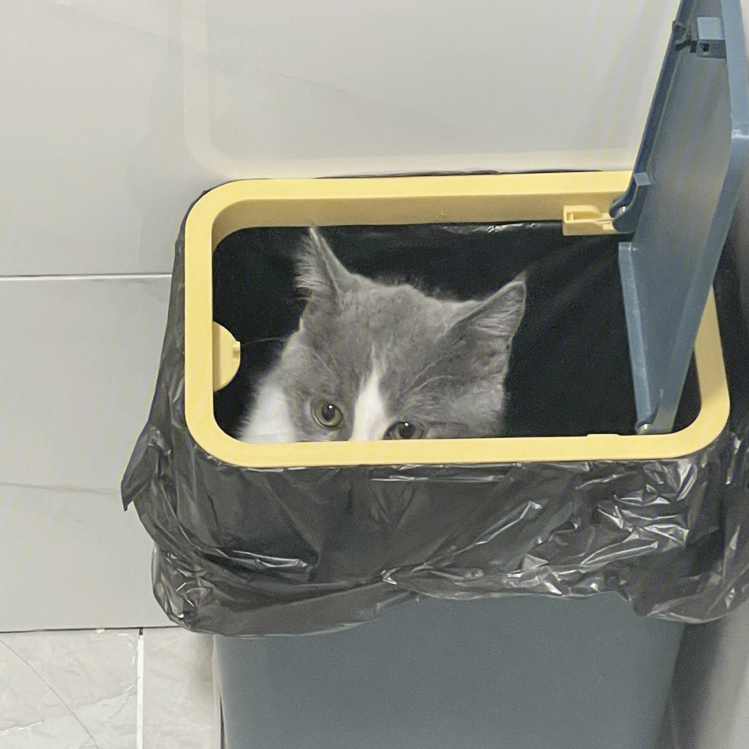 垃圾桶上的猫完整版图片
