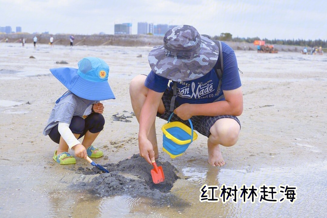 老黄赶海图片