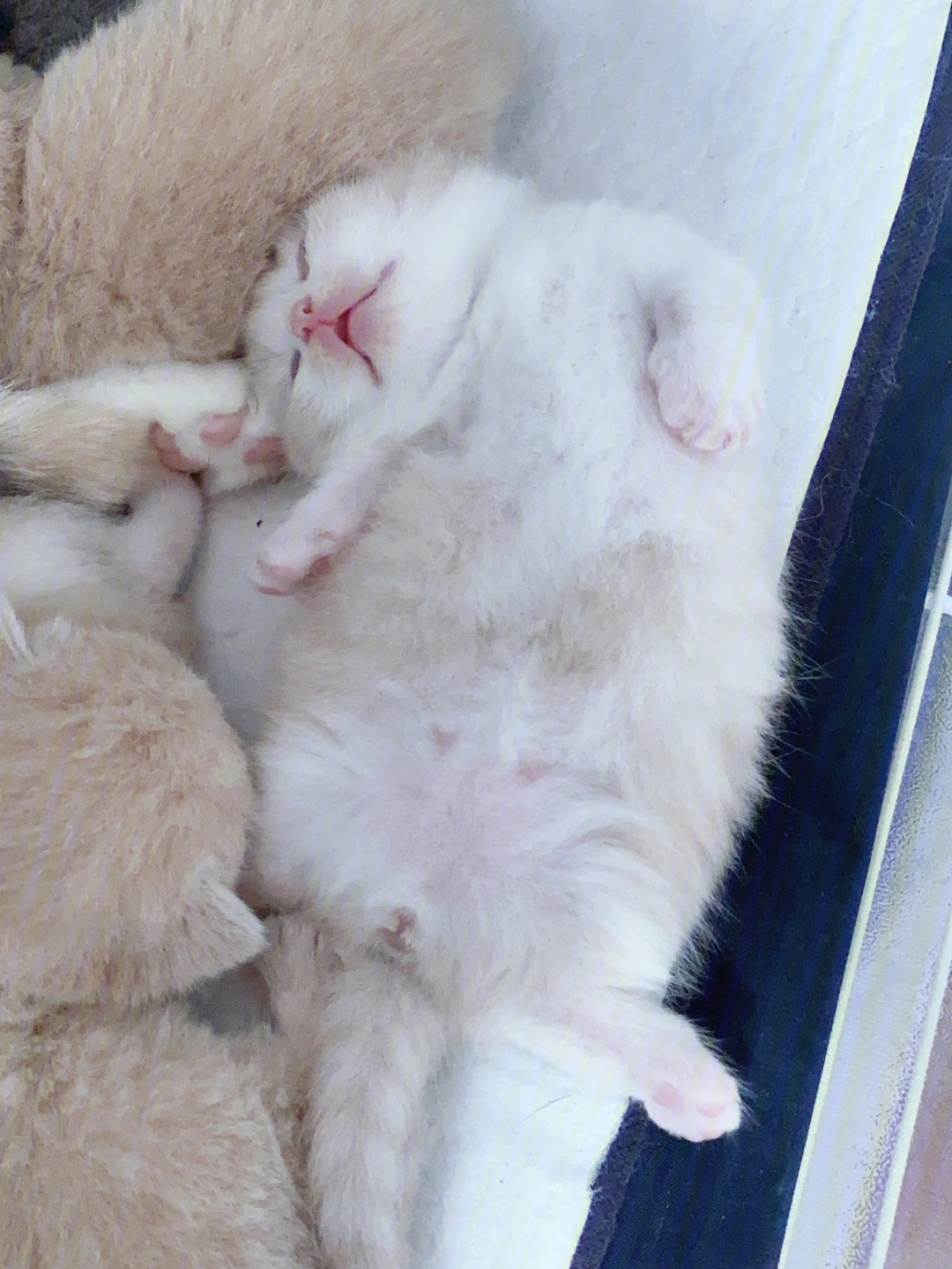 出生19天的英短乳白矮脚猫