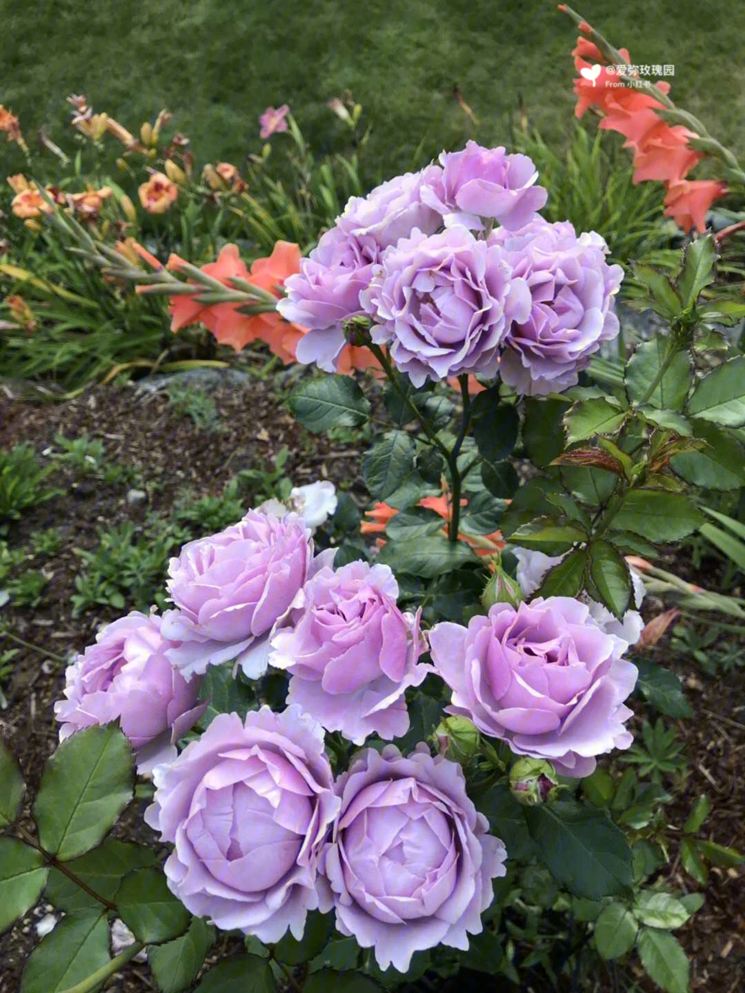 fragrantflower图片