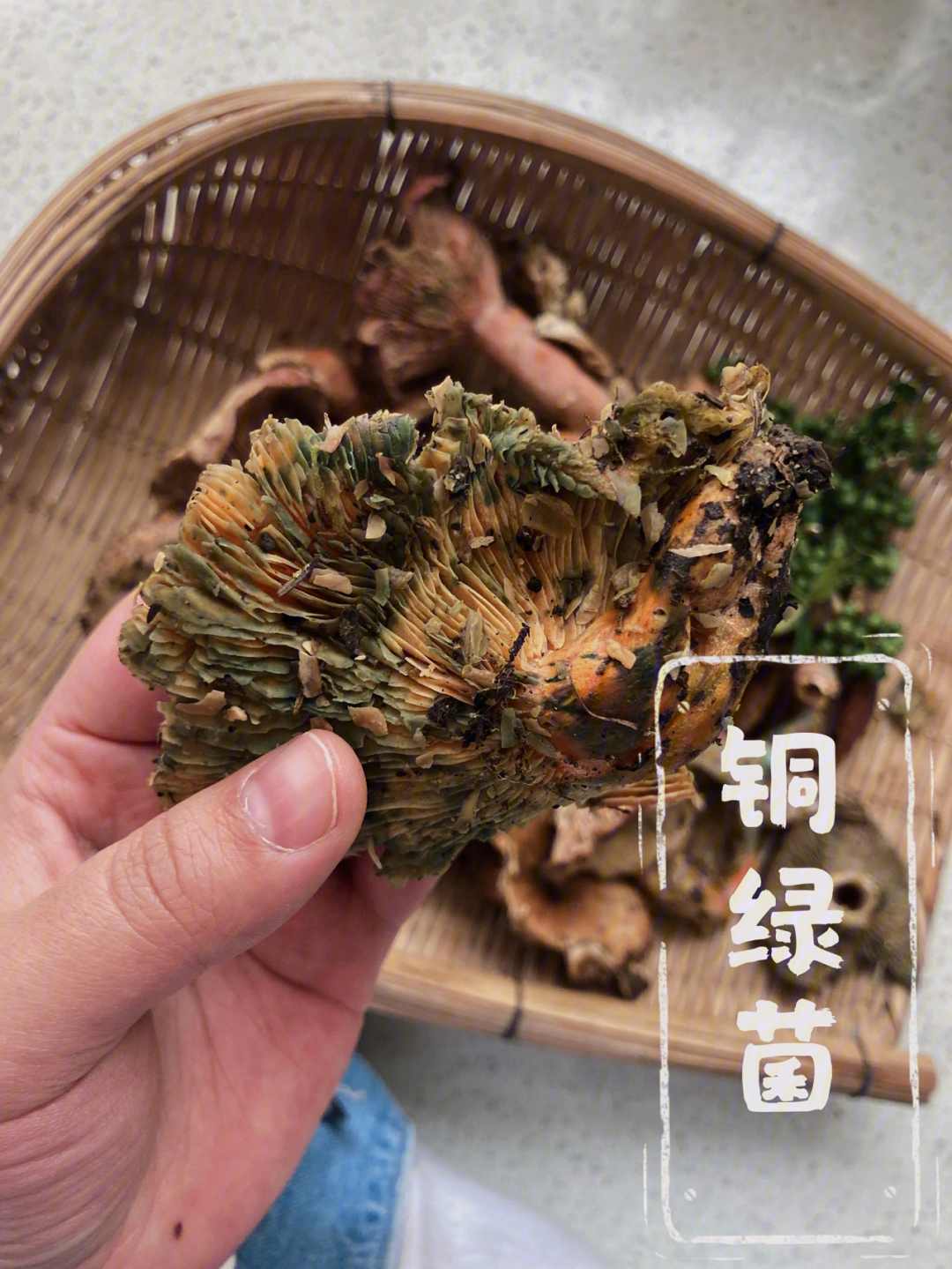 云南野生菌三铜绿菌