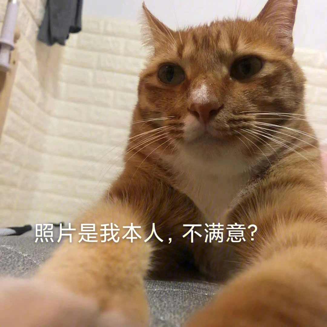 猫拿手机的头像图片