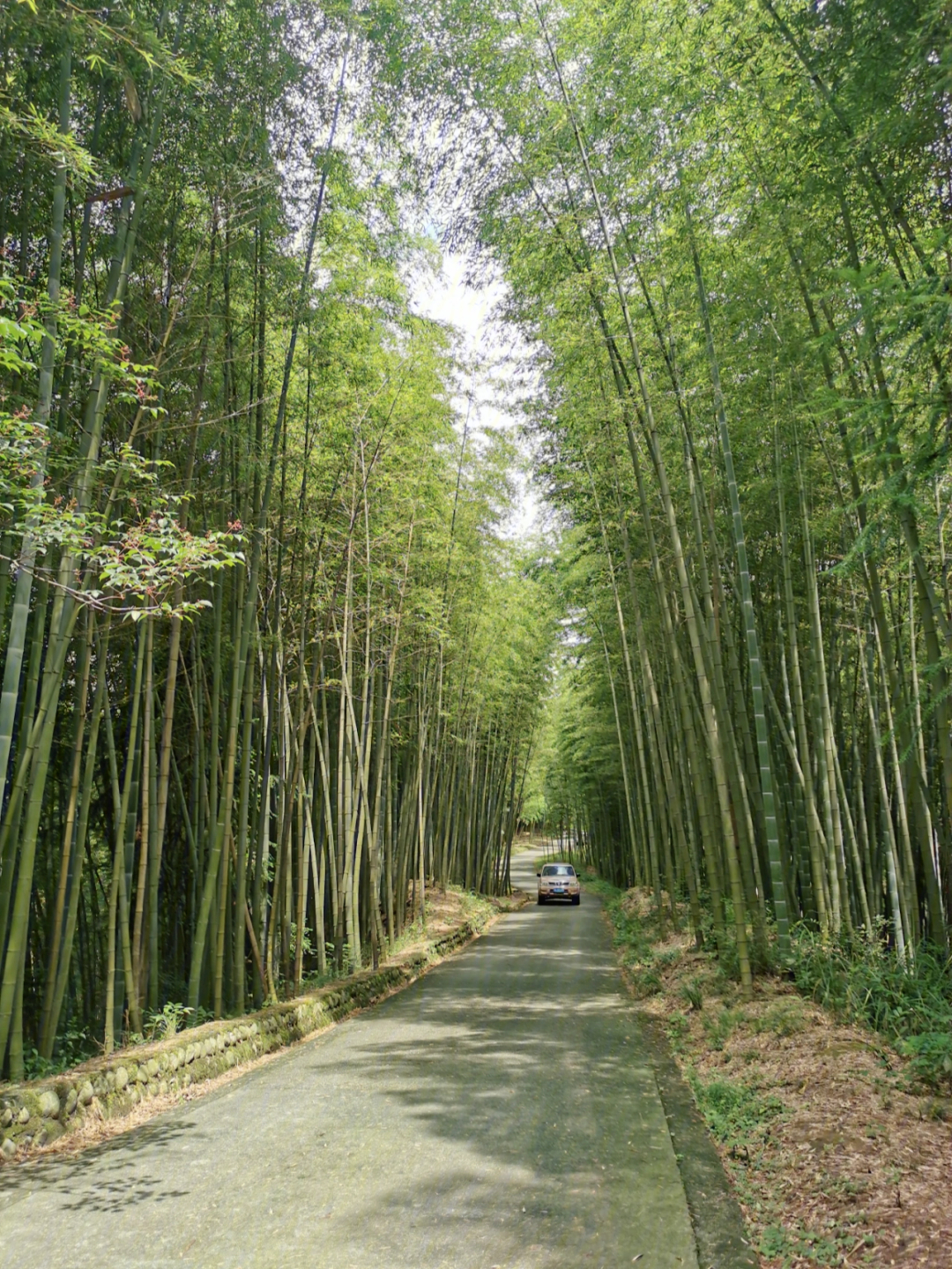 阳平观竹海图片