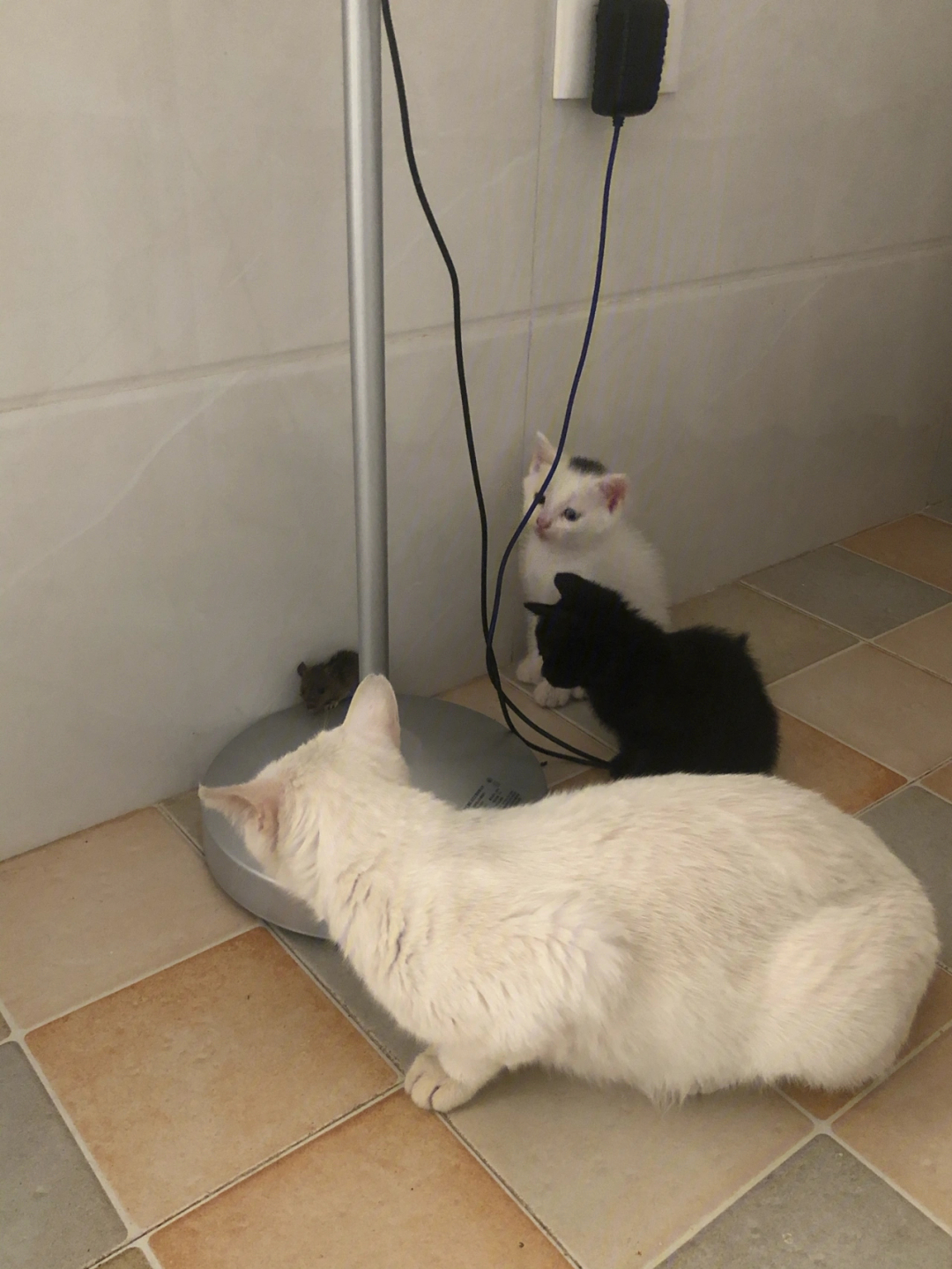 猫捉老鼠布陷阱中文版图片
