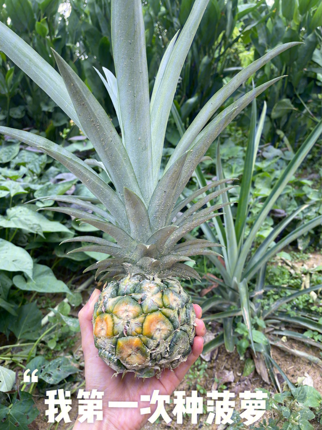 gardening第一次成功种菠萝1年9个月