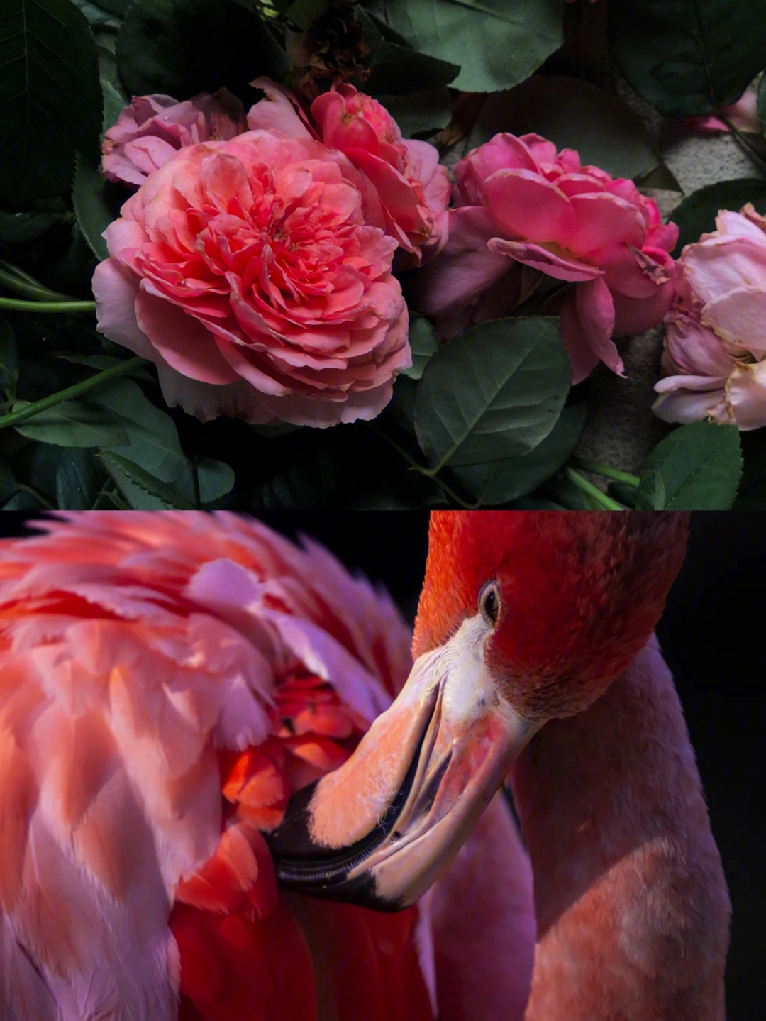 火烈鸟玫瑰的寓意图片