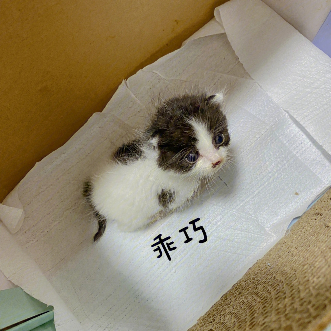 奶牛猫幼猫