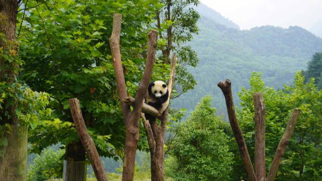 卧龙中华大熊猫苑神树坪基地