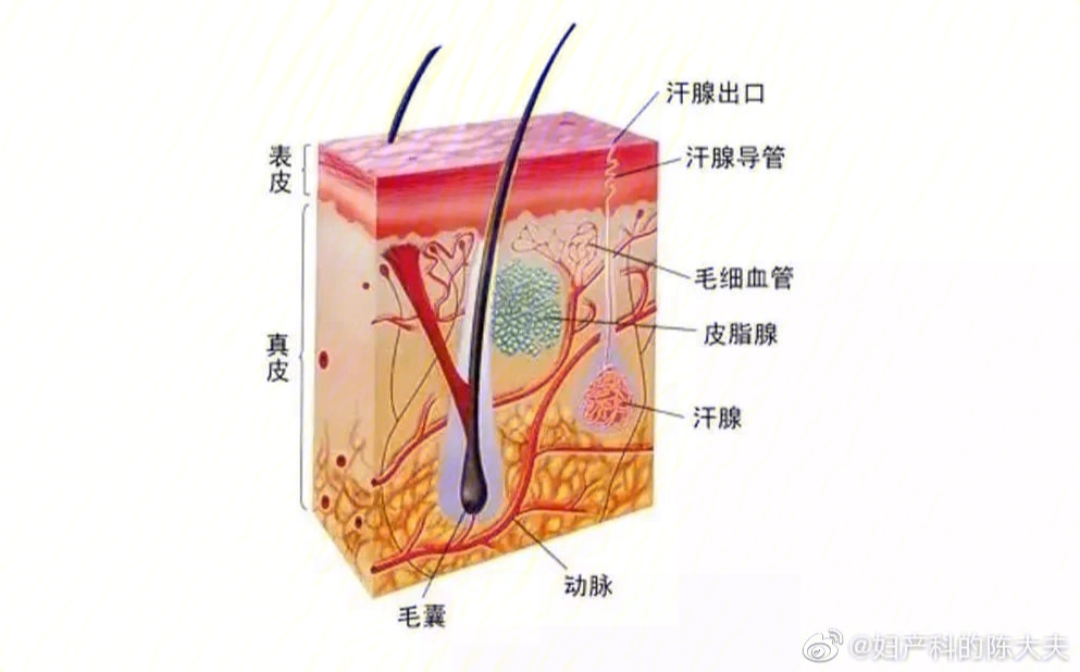 汗腺导管图片