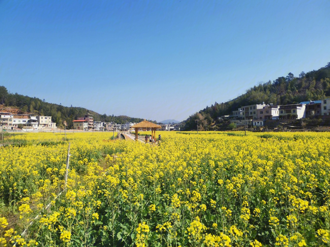 龙岩武平武东炉坑村油菜花田