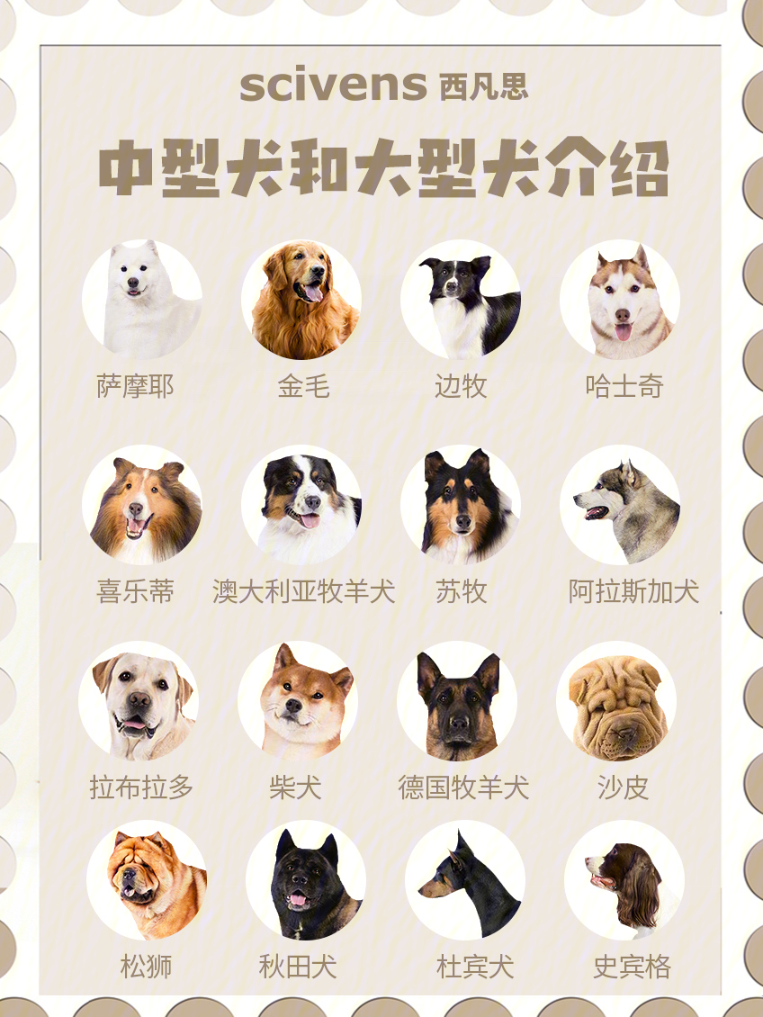 狗狗品种大全之中型犬和大型犬98