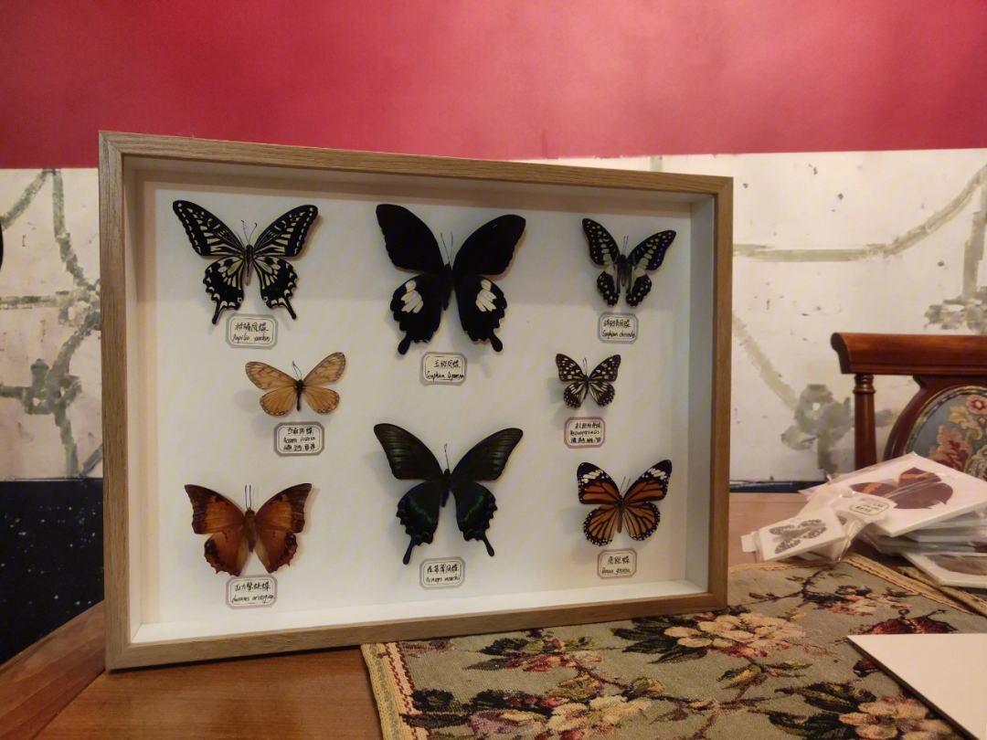 蝴蝶标本怎么做图片