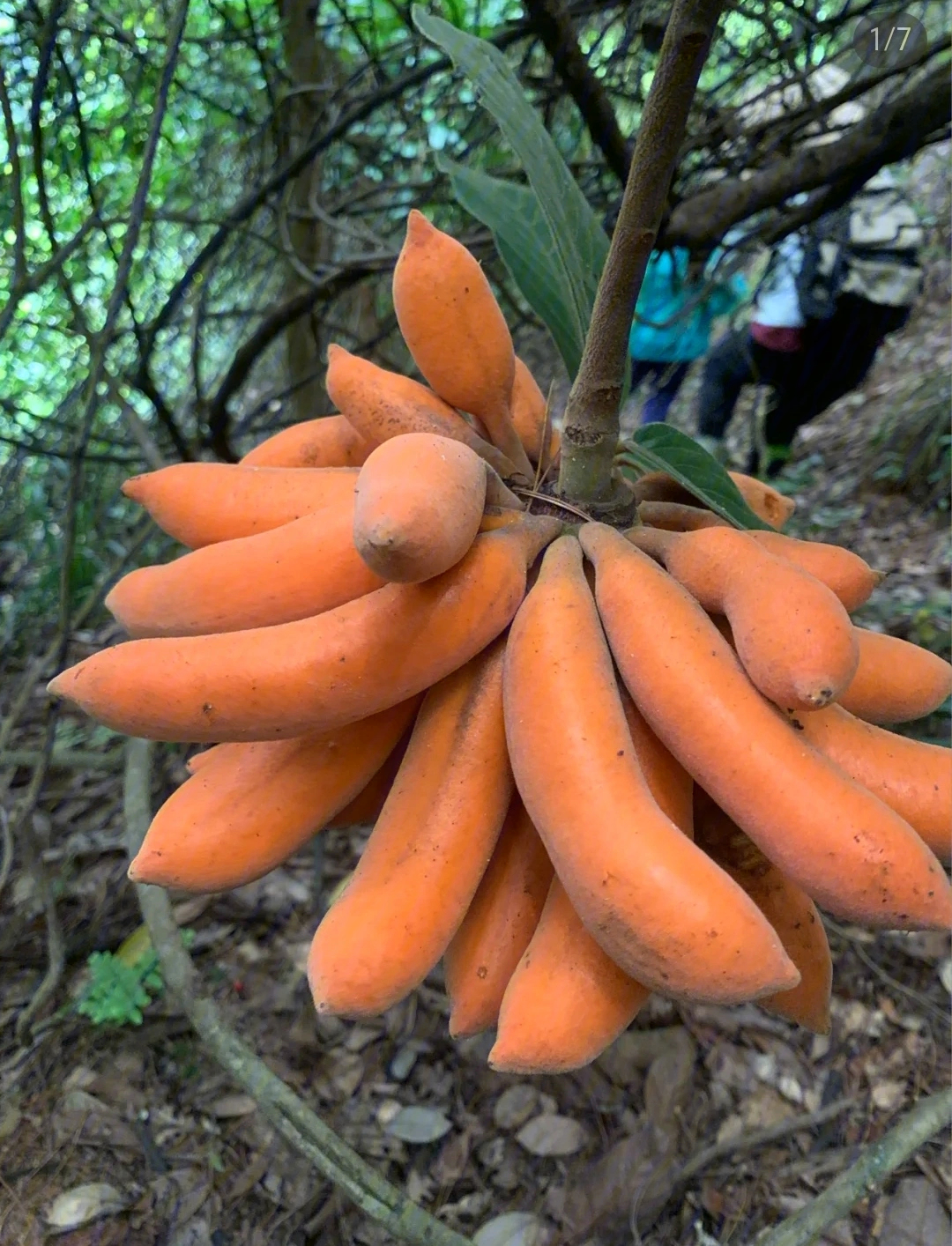 麻栗坡树萝卜图片