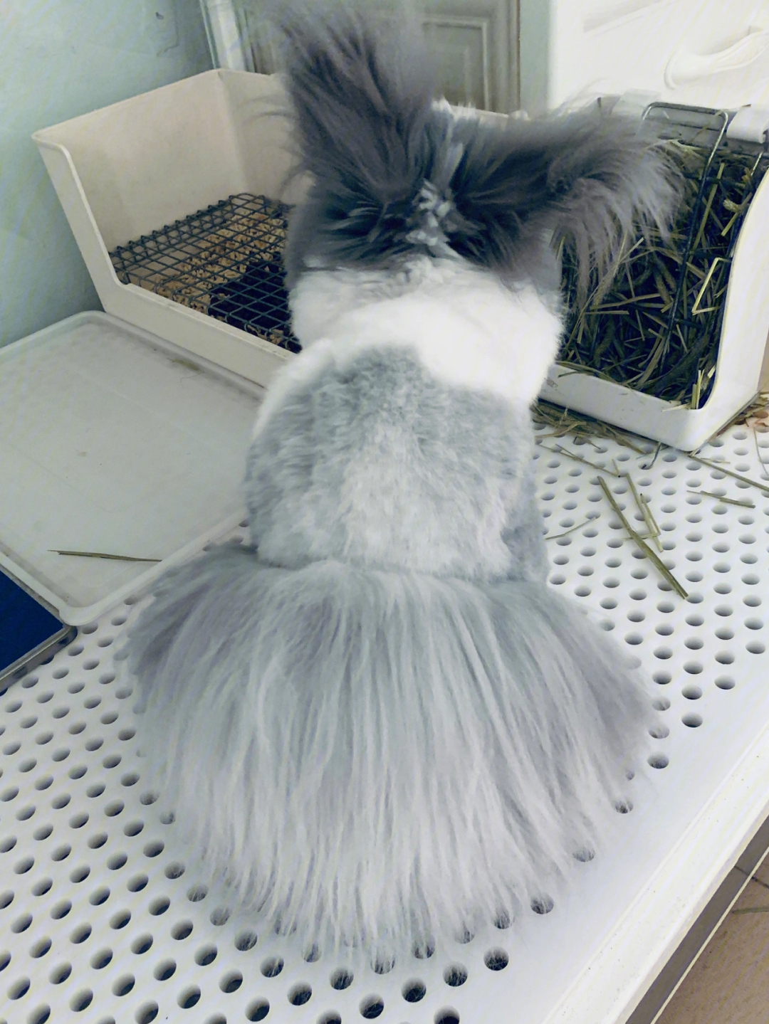 我朋友把它的兔子毛毛剪成了这样