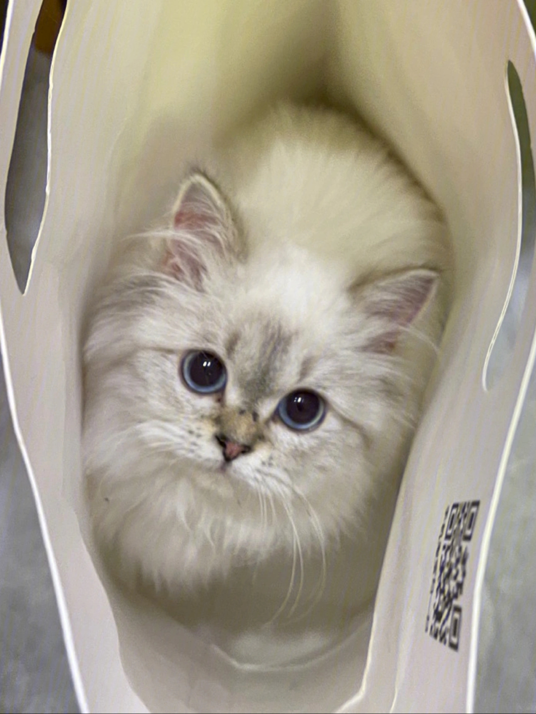 小猫咪都喜欢在袋子里的吗