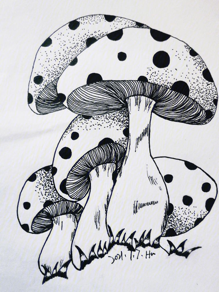 打卡5控笔练习线描蘑菇简笔画