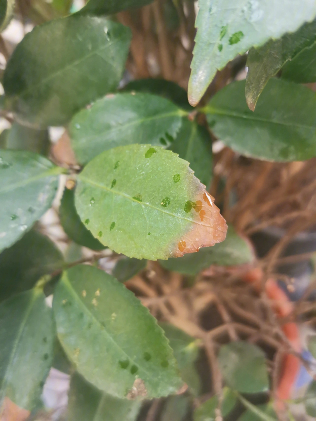 茶花立枯病图片