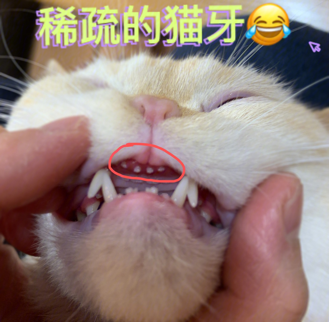 你们家的猫牙齿都长怎样