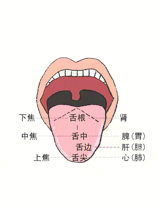 正常舌质图片