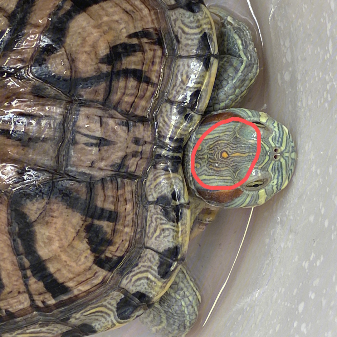 巴西龟脱壳前兆图片图片