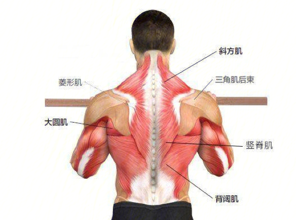 并不是肌肉线条表现出来的美感骨盆前倾导致腰椎过伸的体态代偿现象