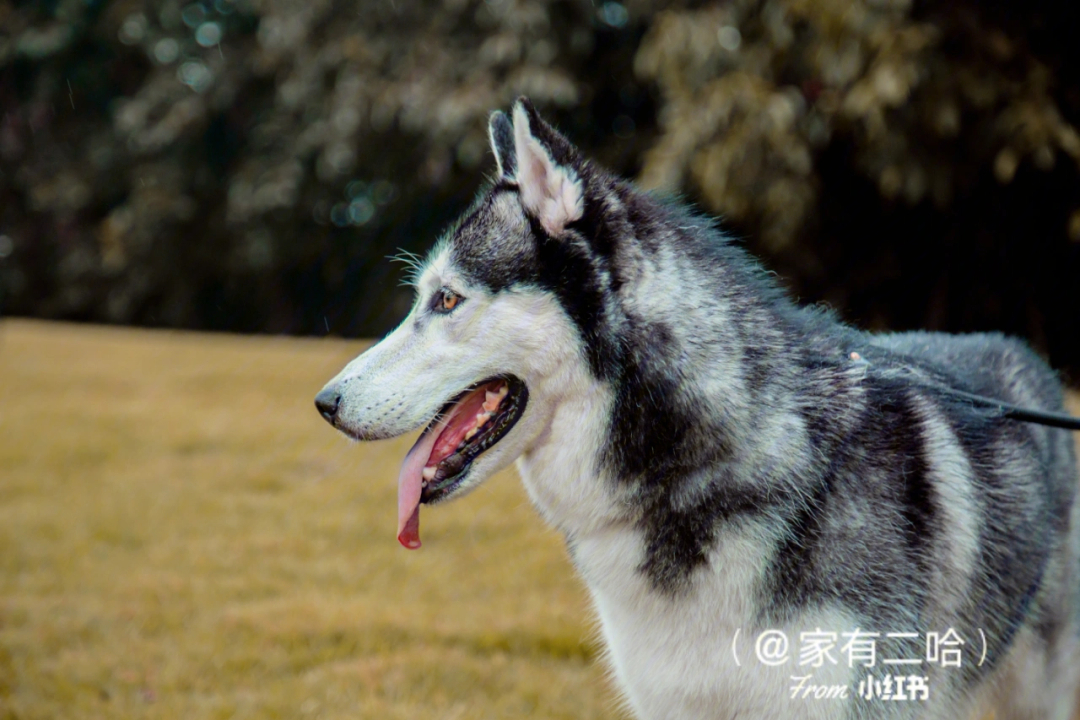 哈士奇3岁纪念照认真的狗子也很帅