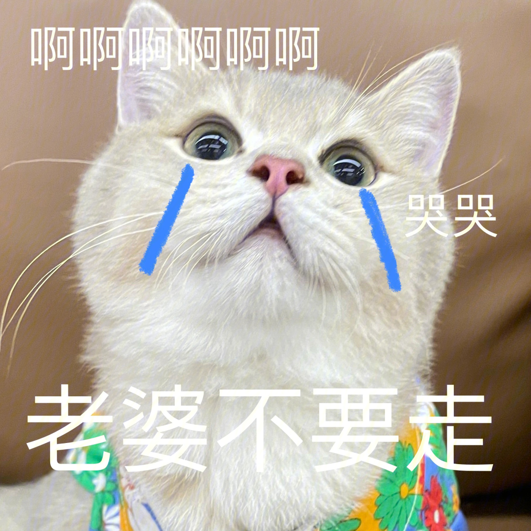 老婆猫猫表情包图片