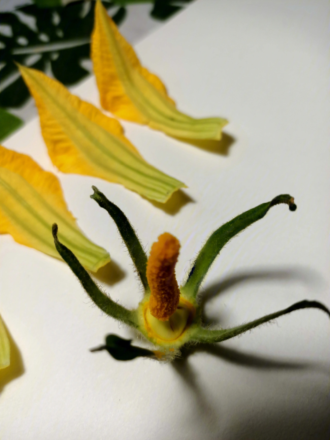 南瓜雌蕊雄蕊的花图片图片