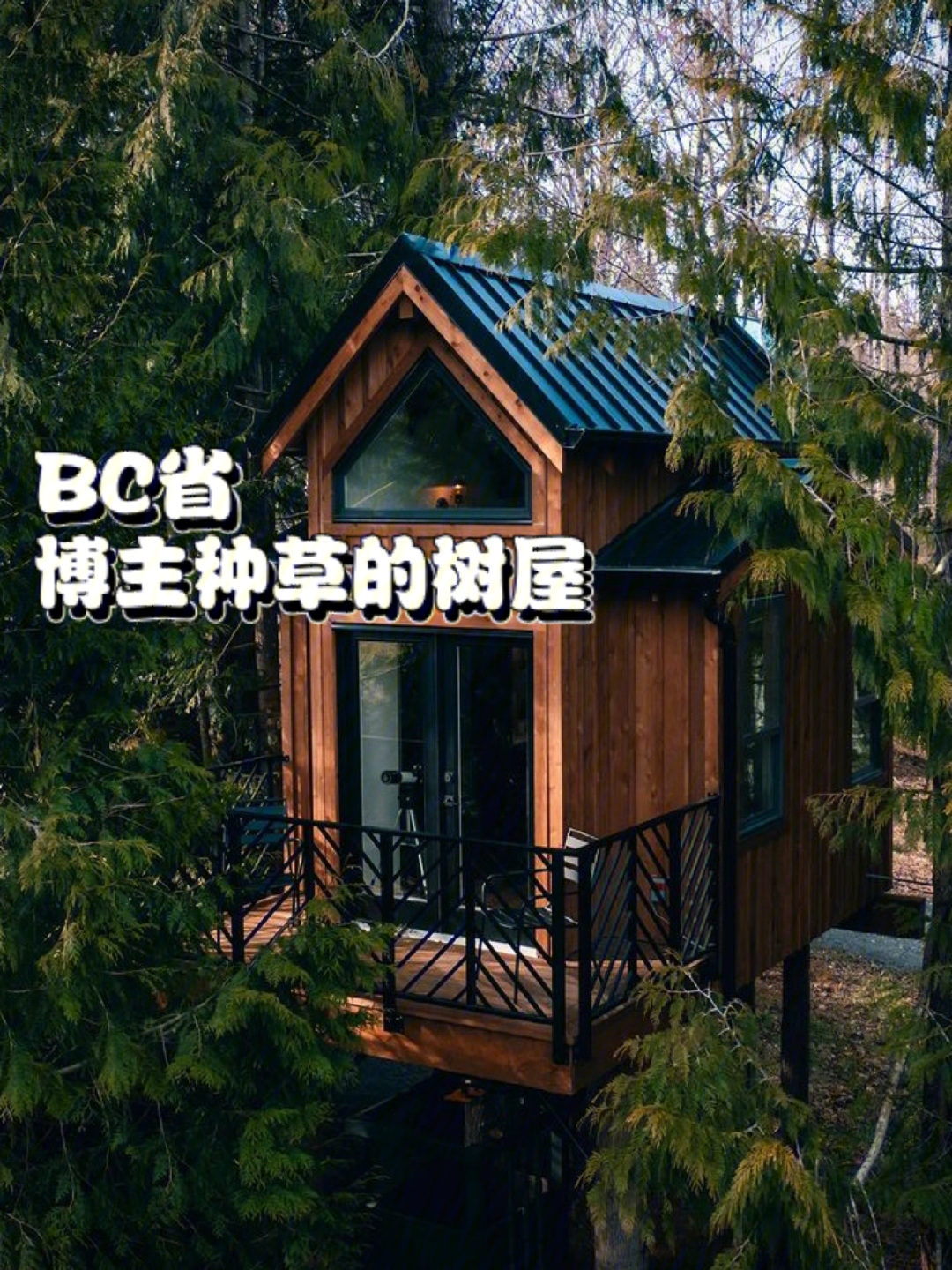 温哥华bc省今年最想住的一个treehouse