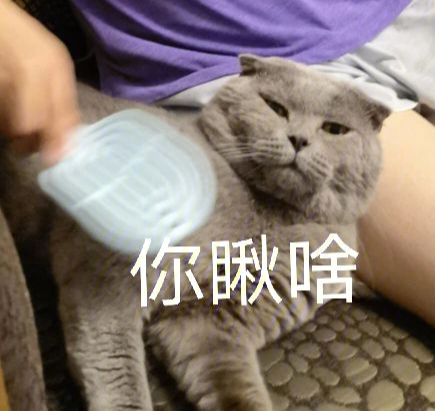 猫咪表情包