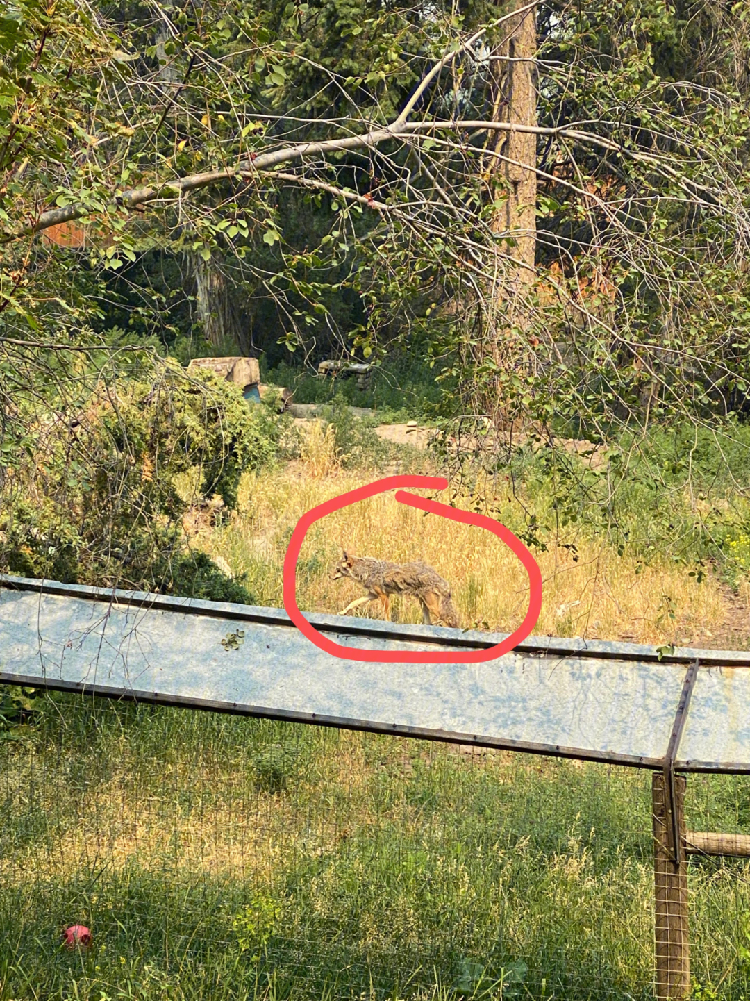 bc野生动物园kamloopswildlifepark不推荐